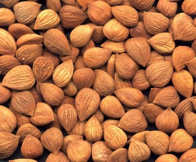 Apricot Kernels Health Benefits